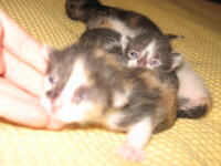 Janis giving birth 2-5-2010 022 (2).JPG