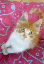 Πιτσιρίκος.jpg Πιτσιρίκος.jpg