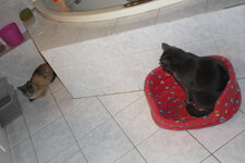 IMG_0960.JPG IMG_0960.JPG