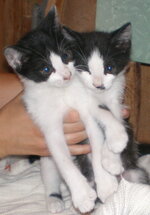 stavroleksakia 3.jpg