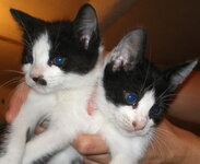 stavroleksakia 2.jpg