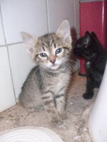 Ντασταν 2.jpg