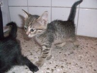 Ντασταν 1.jpg