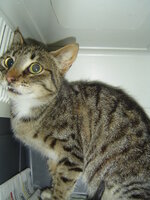 Sterilizations on 8th of June with the vets from the UVC 005.JPG Sterilizations on 8th of June with the vets from the UVC 005.JPG