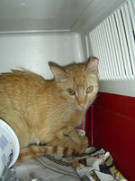 Sterilizations on 8th of June with the vets from the UVC 006.JPG Sterilizations on 8th of June with the vets from the UVC 006.JPG