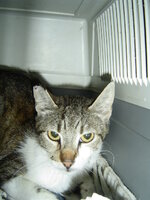 Sterilizations on 8th of June with the vets from the UVC 007.JPG Sterilizations on 8th of June with the vets from the UVC 007.JPG