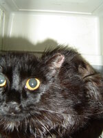 Sterilizations on 8th of June with the vets from the UVC 009.JPG Sterilizations on 8th of June with the vets from the UVC 009.JPG