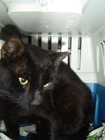 Sterilizations on 8th of June with the vets from the UVC 010.JPG Sterilizations on 8th of June with the vets from the UVC 010.JPG