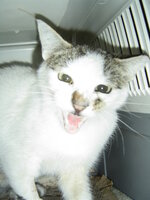 Sterilizations on 8th of June with the vets from the UVC 012.JPG Sterilizations on 8th of June with the vets from the UVC 012.JPG