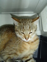 Sterilizations on 8th of June with the vets from the UVC 013.JPG Sterilizations on 8th of June with the vets from the UVC 013.JPG