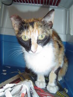 Sterilizations on 11th of June with the vets from the UVC 008.JPG Sterilizations on 11th of June with the vets from the UVC 008.JPG