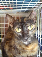 Sterilizations on 11th of June with the vets from the UVC 009.JPG Sterilizations on 11th of June with the vets from the UVC 009.JPG