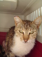 Sterilizations on 11th of June with the vets from the UVC 010.JPG Sterilizations on 11th of June with the vets from the UVC 010.JPG