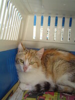 Sterilizations on 11th of June with the vets from the UVC 011.JPG Sterilizations on 11th of June with the vets from the UVC 011.JPG