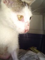 Sterilizations on 11th of June with the vets from the UVC 012.JPG Sterilizations on 11th of June with the vets from the UVC 012.JPG