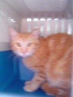 Sterilizations on 11th of June with the vets from the UVC 013.JPG Sterilizations on 11th of June with the vets from the UVC 013.JPG