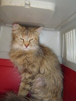 Sterilizations on 11th of June with the vets from the UVC 014.JPG Sterilizations on 11th of June with the vets from the UVC 014.JPG