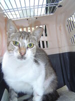 Sterilizationws with the vets from the UVC on 22 June 2010 003.JPG