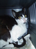 Sterilizationws with the vets from the UVC on 22 June 2010 004.JPG