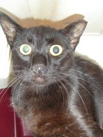 Sterilizationws with the vets from the UVC on 22 June 2010 008.JPG