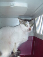 Sterilizationws with the vets from the UVC on 22 June 2010 009.JPG