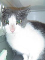 Sterilizationws with the vets from the UVC on 22 June 2010 011.JPG