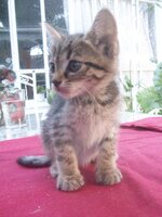 100_4291.jpg 100_4291.jpg