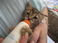 Εικόνα 098.JPG