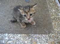 Εικόνα 089.JPG