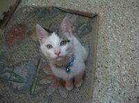 Εικόνα 102.JPG