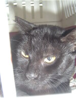 Sterilizationws with the vets from the UVC on 25 of June 006.JPG