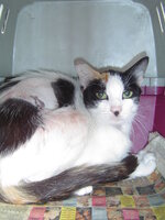 Sterilizationws with the vets from the UVC on 25 of June 007.JPG