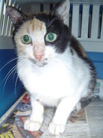 Sterilizationws with the vets from the UVC on 25 of June 009.JPG