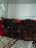 Sterilizationws with the vets from the UVC on 25 of June 012.JPG