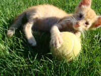 Τζιμινουλης Ποπ.JPG