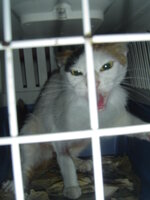 Sterilizations with the vets from the UVC on 6 of July 017.JPG