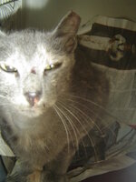 Sterilizations with the vets from the UVC on 6 of July 018.JPG