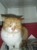 Sterilizations with the vets from the UVC on 6 of July 022.JPG