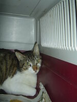 Sterilizations with the vets from the UVC on 6 of July 023.JPG