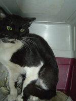 Sterilizations with the vets from the UVC on 6 of July 024.JPG