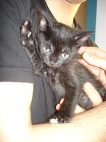 Mpeboulin mayrin.JPG