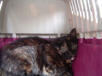 Sterilizations with the vets from the UVC on 9 of July 016.JPG