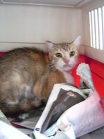 Sterilizations with the vets from the UVC on 9 of July 018.JPG