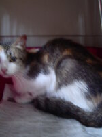 Sterilizations with the vets from the UVC on 9 of July 019.JPG