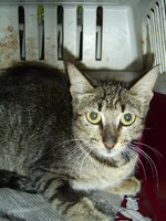 Sterilizations with the vets from the UVC on 9 of July 020.JPG