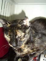 Sterilizations with the vets from the UVC on 9 of July 021.JPG