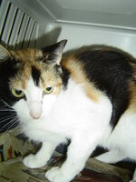 Sterilizations with the vets from the UVC on 9 of July 022.JPG