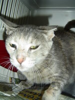 Sterilizations with the vets from the UVC on 9 of July 024.JPG