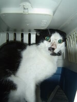 Sterilizations with the vets from the UVC on 9 of July 026.JPG