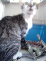 Sterilizations with the vets from the UVC on 9 of July 017.JPG